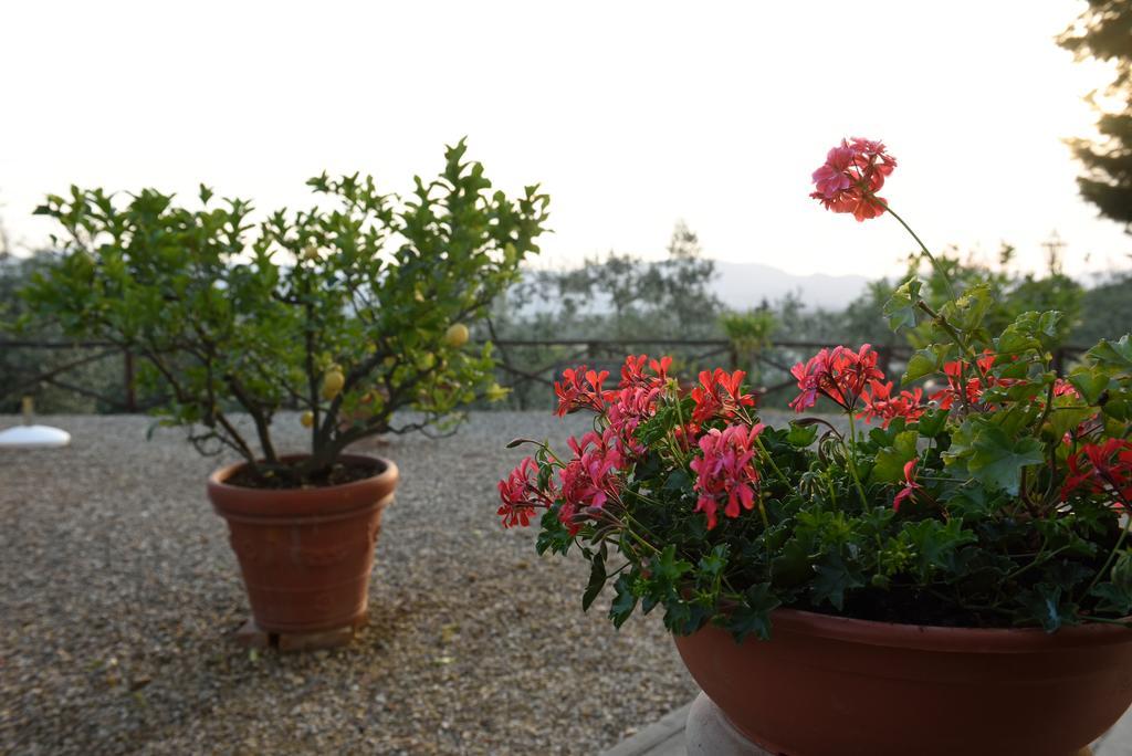 Agriturismo La Casuccia Castelfranco di Sopra Eksteriør billede